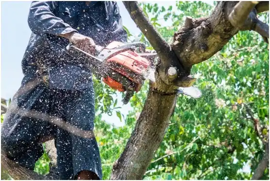 tree services Shelton